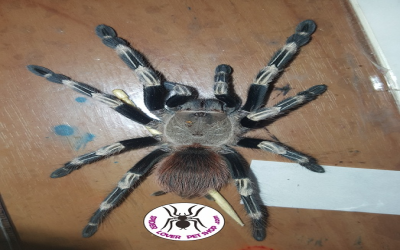 Nhandu chromatus female tarantula